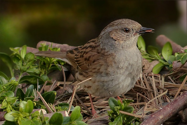 Dunnock 夏枯草类 鸟 - 上的免费照片