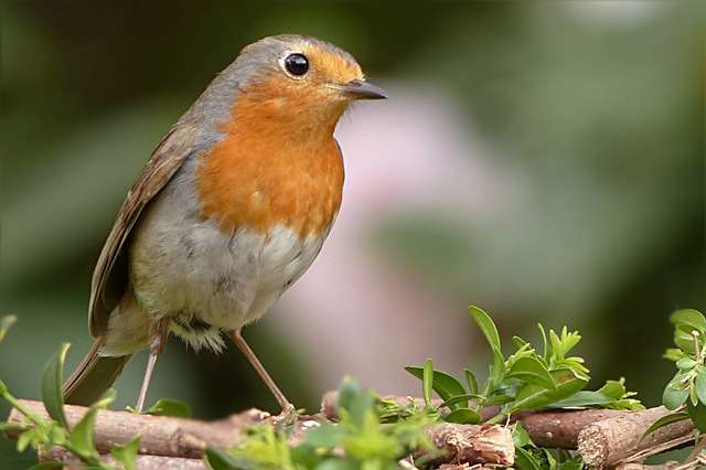 知更鸟 Erithacus Rubecula 鸟 - 上的免费照片