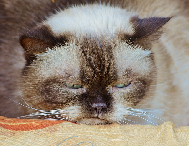 猫 英国短毛猫 脾气暴躁的 - 上的免费照片