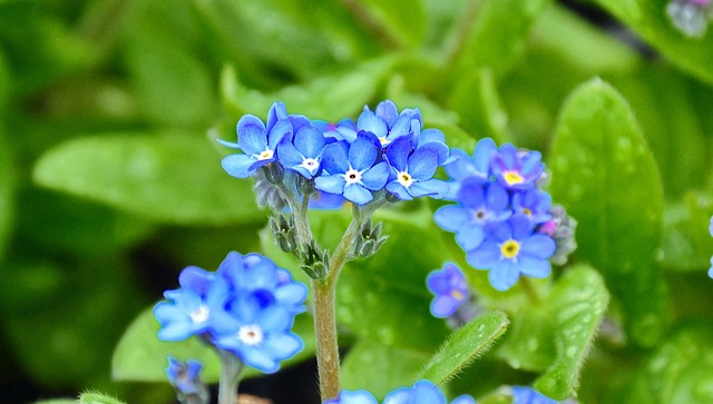 蓝色健忘 春天的花朵 蓝色的花 - 上的免费照片