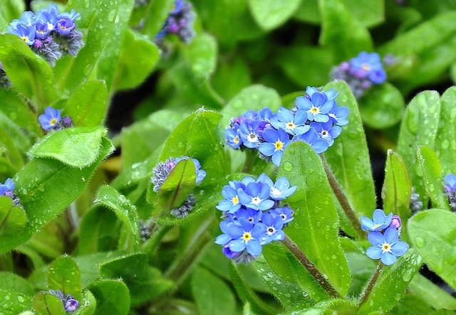 蓝色健忘 春天的花朵 蓝色的花 - 上的免费照片