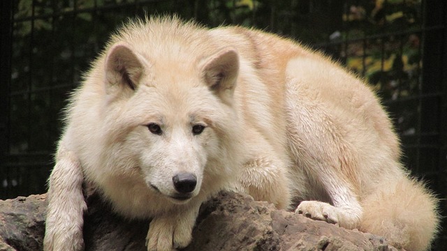 狼 伍珀塔尔动物园 白毛 - 上的免费照片