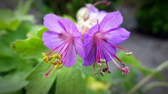 蜂花粉 花粉 Storchschnabel - 上的免费照片