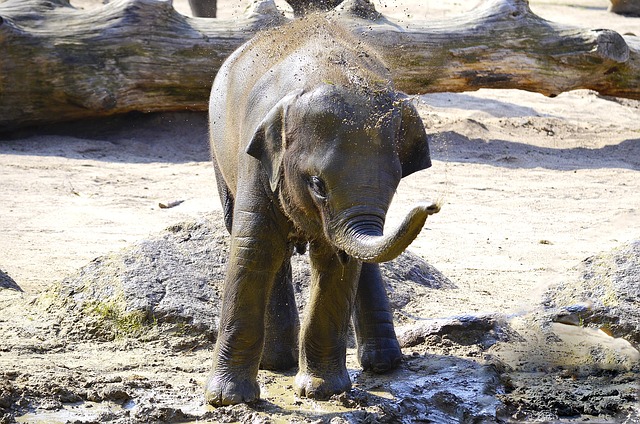 大象 印度象 小象 - 上的免费照片