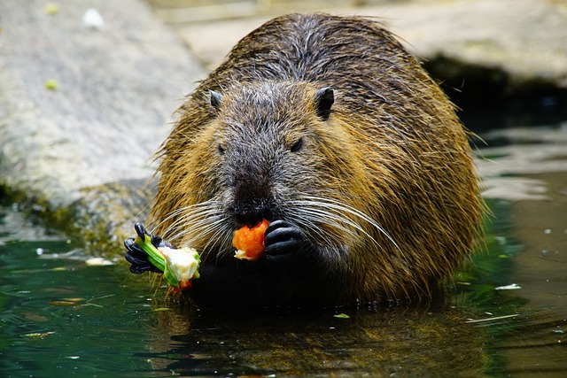海狸鼠 吃 - 上的免费照片