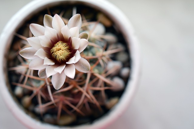 Hymnocalycium 仙人掌花 仙人掌 - 上的免费照片