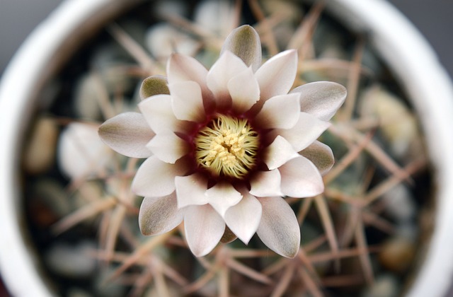 Hymnocalycium 开花的仙人掌 多汁的 - 上的免费照片