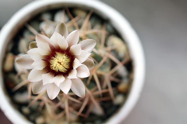 Hymnocalycium 仙人掌花 仙人掌 - 上的免费照片