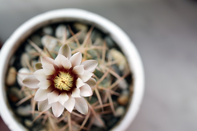 Hymnocalycium 仙人掌花 仙人掌 - 上的免费照片