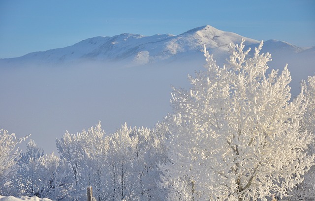 白霜 雪白色 冬季景观 - 上的免费照片