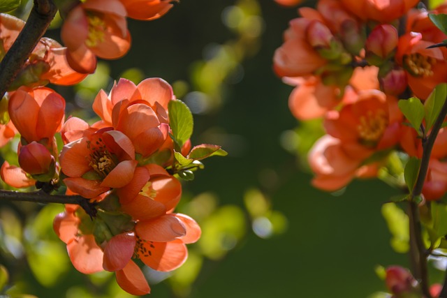 开花的花菖蒲 红色 花朵 - 上的免费照片