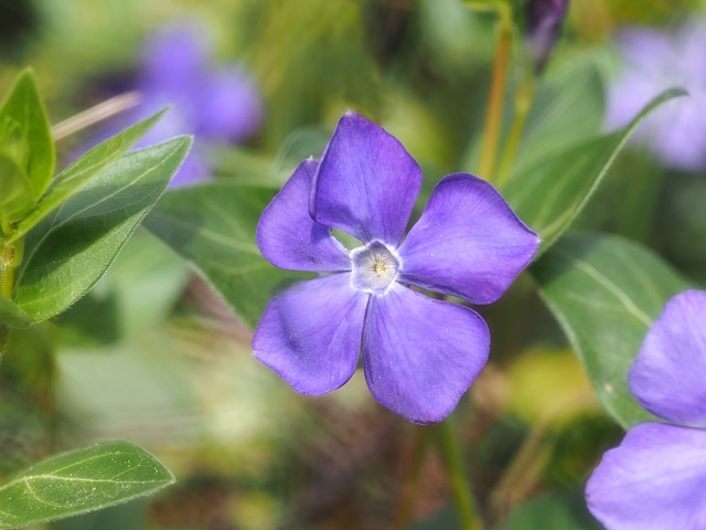 常绿 紫色的花朵 紫色 - 上的免费照片