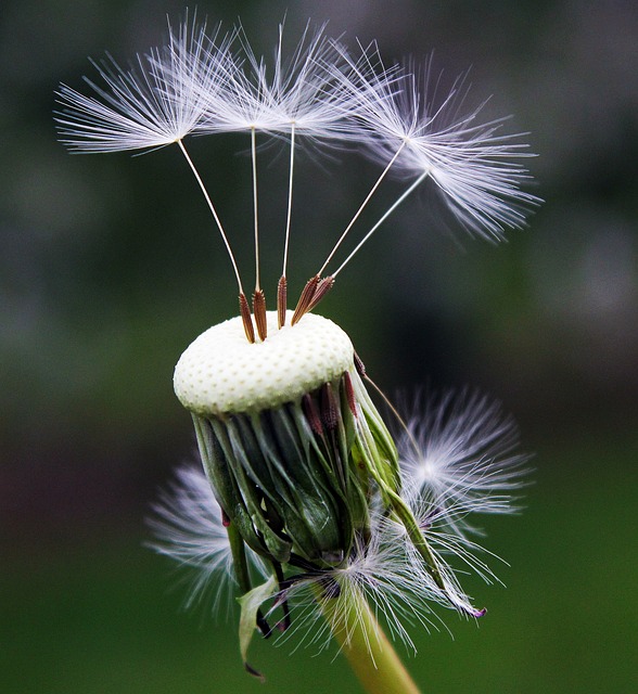 蒲公英 种子 自然 - 上的免费照片