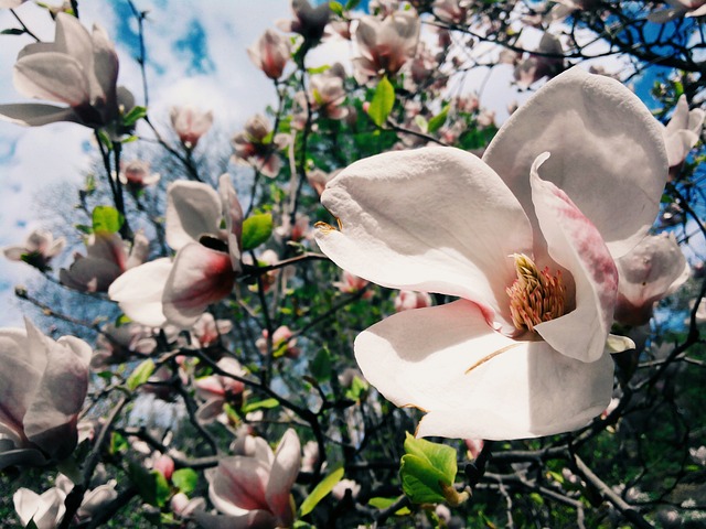 花卉 玉兰 盛开 - 上的免费照片