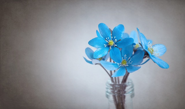 肝花 蓝色的 花 - 上的免费照片