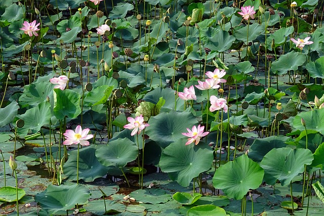 莲花 粉色的 花 - 上的免费照片