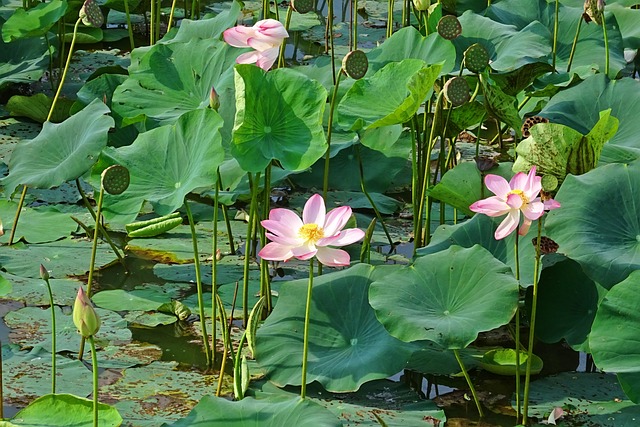 莲花 粉色的 花 - 上的免费照片