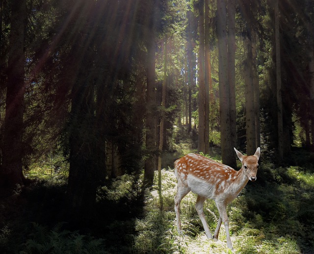 鹿 森林 神秘主义 - 上的免费照片