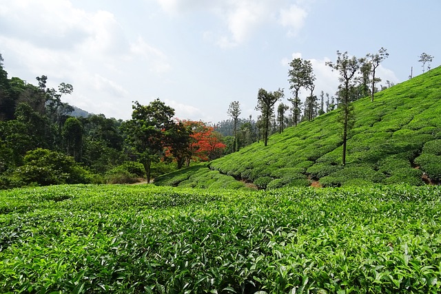 茶花园 茶 植物 - 上的免费照片