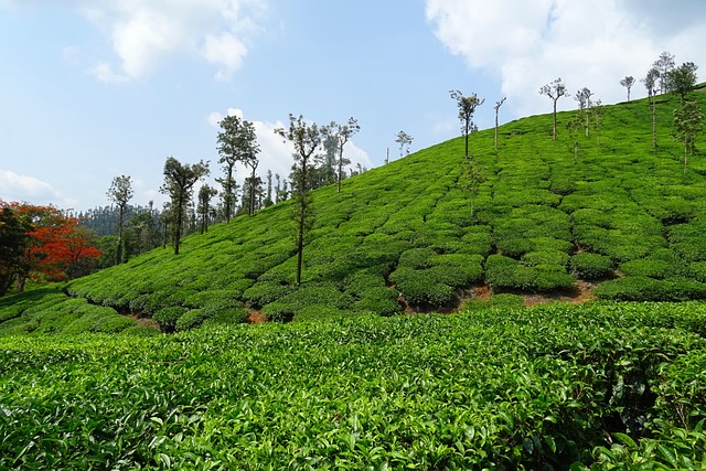 茶花园 茶 植物 - 上的免费照片