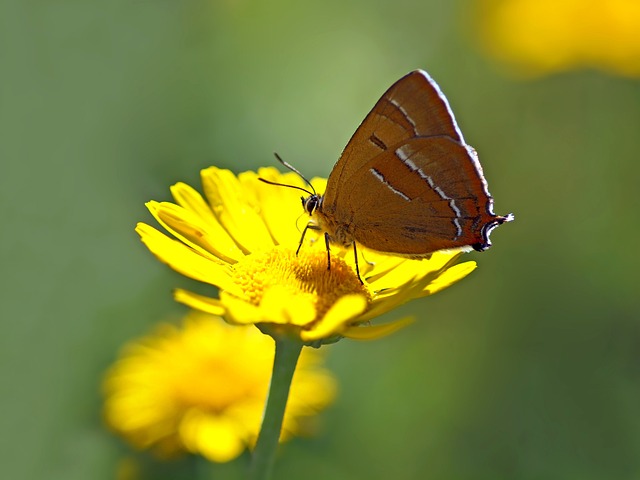 淡蓝色 肾点Hairstreak 西克拉Betulae - 上的免费照片