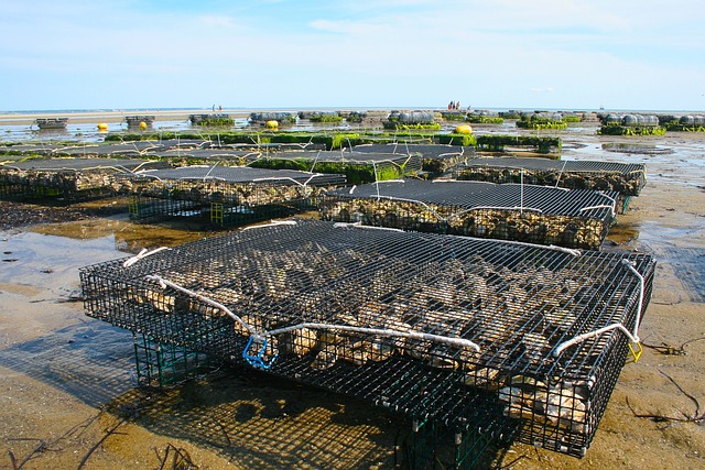 牡蛎养殖场 贝类 金融机构 - 上的免费照片