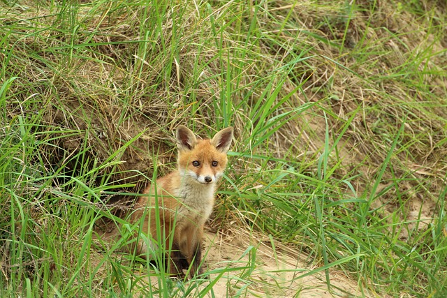 年轻的狐狸 红狐 挖洞 - 上的免费照片