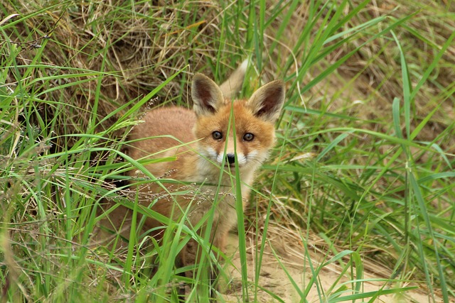 年轻的狐狸 红狐 挖洞 - 上的免费照片