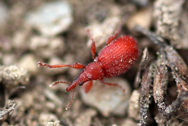 甲虫 小甲虫 栗鼠 Apion - 上的免费照片