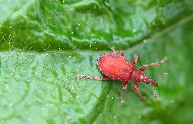 甲虫 小甲虫 栗鼠 Apion - 上的免费照片