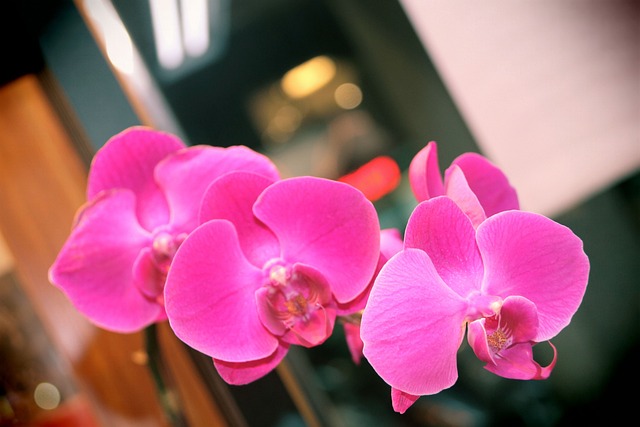 蘭花 蝴蝶蘭 花卉 - 上的免费照片