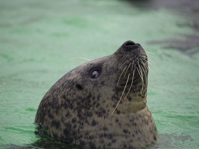 海豹 胡须 眼睛 - 上的免费照片