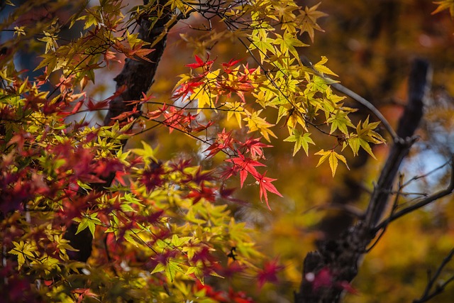 秋假 日本 自然 - 上的免费照片