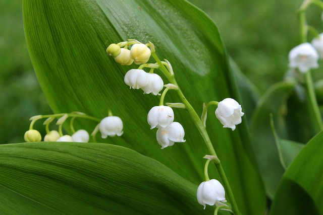 山谷里的百合 铃兰 花 - 上的免费照片