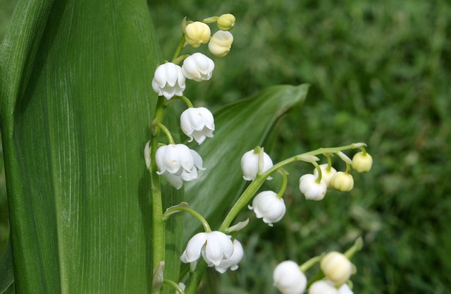 山谷里的百合 铃兰 花 - 上的免费照片