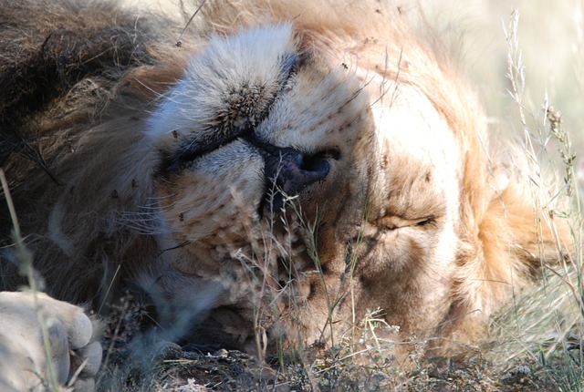 狮子 喀拉哈里沙漠 卡拉哈里狮子 - 上的免费照片