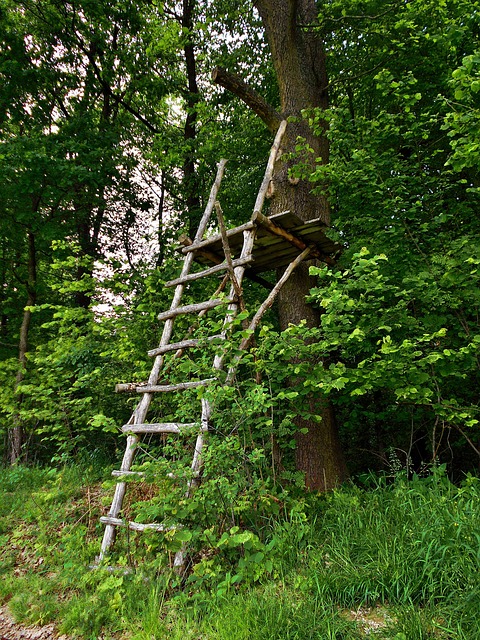讲坛 梯子 森林 - 上的免费照片