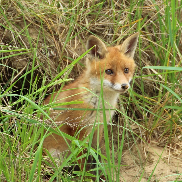 年轻的狐狸 狐狸小狗 挖洞 - 上的免费照片
