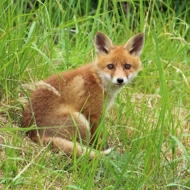 年轻的狐狸 狐狸小狗 挖洞 - 上的免费照片
