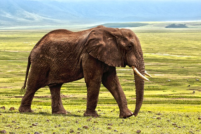 大象 苹果浏览器 动物 - 上的免费照片