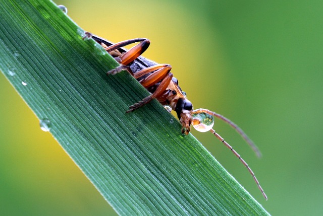 软甲虫 斑蝥科 侧 - 上的免费照片