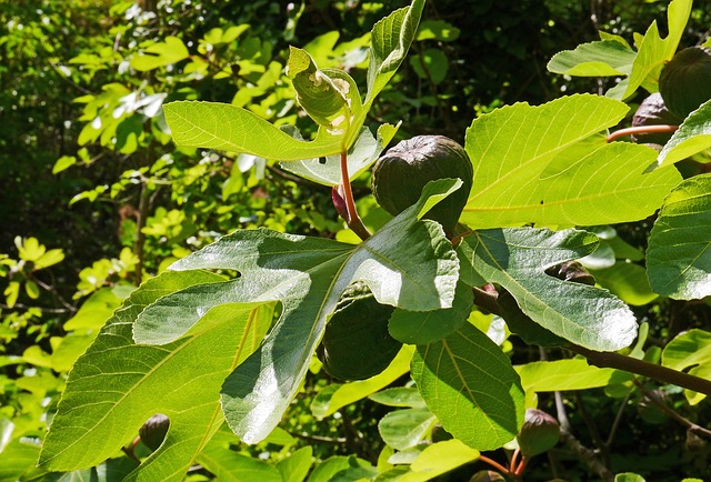 无花果树 水果 无花果叶 - 上的免费照片