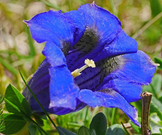 高山花卉 龙胆 蓝色的 - 上的免费照片