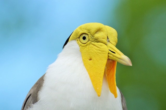 鸟 蒙面麦田 鸟类学 - 上的免费照片