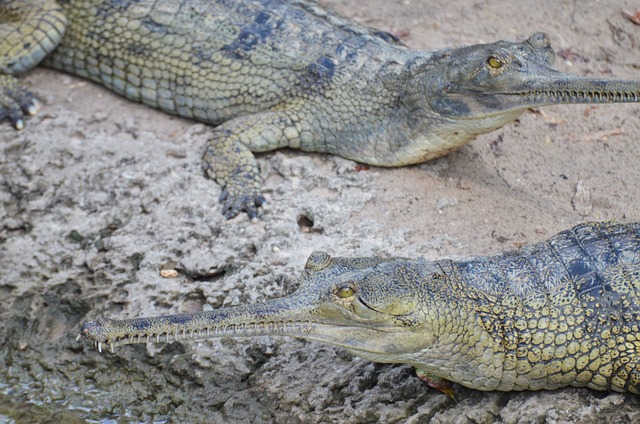 加里亚尔 鳄鱼 爬行动物 - 上的免费照片