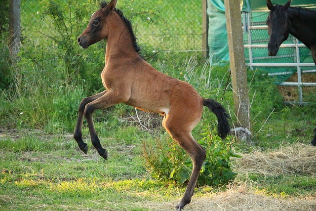 马 驹 正在哺乳的小马驹 - 上的免费照片