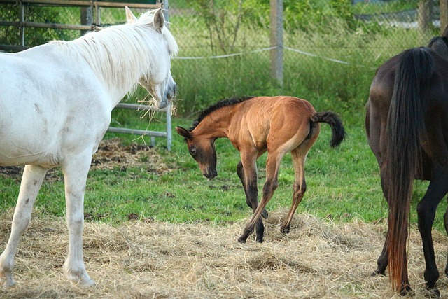马 驹 正在哺乳的小马驹 - 上的免费照片