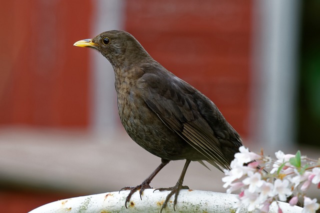 黑鸟 女性 Turdus 茹 - 上的免费照片