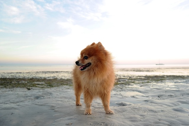 狗 博美犬 海滩 - 上的免费照片