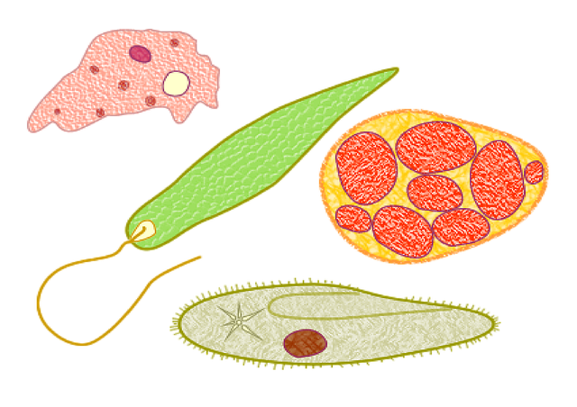 原生动物 微生物 生物学 - 上的免费图片